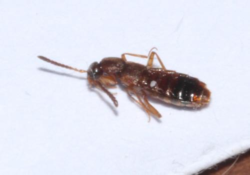 Réf. 327 991 : Drusilla canaliculata